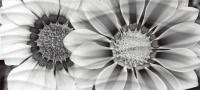WA2G443D Wave Blackflowers Декор 20x44 - фото 51164