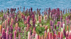 Dec Flora Декор КВС16Flora 25х45 - фото 62520