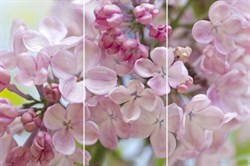 Фокстрот Настроение 50х75 - фото 71331