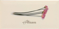 Decor ALIUM Crema 10x20 - фото 72362