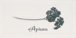 Decor APIUM Blanco 10x20 - фото 72363