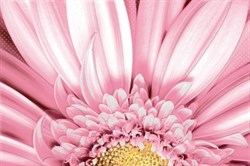 AE2N451 Aster 30x45 - фото 74843