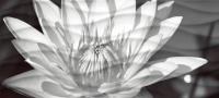 WA2G441D Wave Blackflowers Декор 20x44