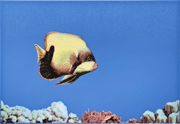 MONO FISH 3 Декор 27,5х40