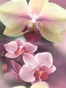 Blossom Панно P2D183 40х30 (из 2-х пл.)