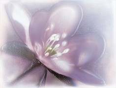 Лила ВС7ЛЛ023 36,4х24,9