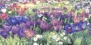 ВС9ПА803 Декор 24.9х50