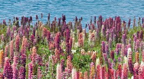 Dec Flora Декор КВС16Flora 25х45