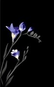 Spring czarny 1 centro Декор 25х40