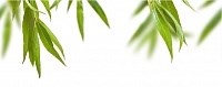 Leaves centro C Декор 20x50