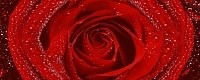 Syntia Rose 2 Декор 20х50