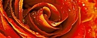 Syntia Rose 1 Декор 20х50