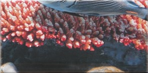 Decor Ocean 9 Декор 10x20