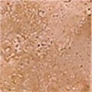 Bottone Marmo Scabos 4.8x4.8