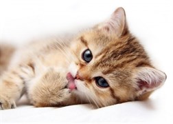 PS2M051D Pets Cat 1 декор 25x35