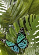 TC2M022DT Tropicana зеленый декор 25x35