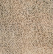 Leopard 45*45