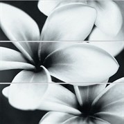 FLOWER GREY COMPOSITION 75X75