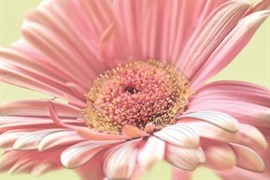AE2N452 Aster 30x45