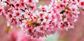 UG2L072D Sakura декор стеклянный 29,7x60