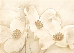 TUTI BEIGE FLOWER ВСТАВКА 25X35