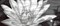 WA2G441D Wave Blackflowers Декор 20x44 - фото 51161