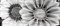 WA2G443D Wave Blackflowers Декор 20x44 - фото 51164
