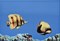 MONO FISH 2 Декор 27,5х40 - фото 60289