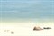 Mauritius Декор D6D138 20х30 - фото 60773