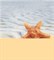 Dec Starfish 1 Panno (панно из 2-х шт) КПН16Starfish1 50х45