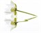 City White Lilies Панно 40x50 (2пл) - фото 63718