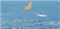 Decor Ocean 3 Декор 10x20 - фото 64866