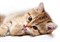 PS2M051D Pets Cat 1 декор 25x35 - фото 70719