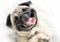 PS2M053D Pets Dog 1 декор 25x35 - фото 70721