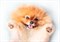 PS2M054D Pets Dog 2 декор 25x35 - фото 70722