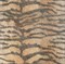 Tiger 45*45 - фото 73448