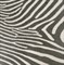 Zebra 45*45 - фото 73449