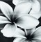 FLOWER GREY COMPOSITION 75X75 - фото 73635