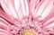 AE2N451 Aster 30x45 - фото 74843